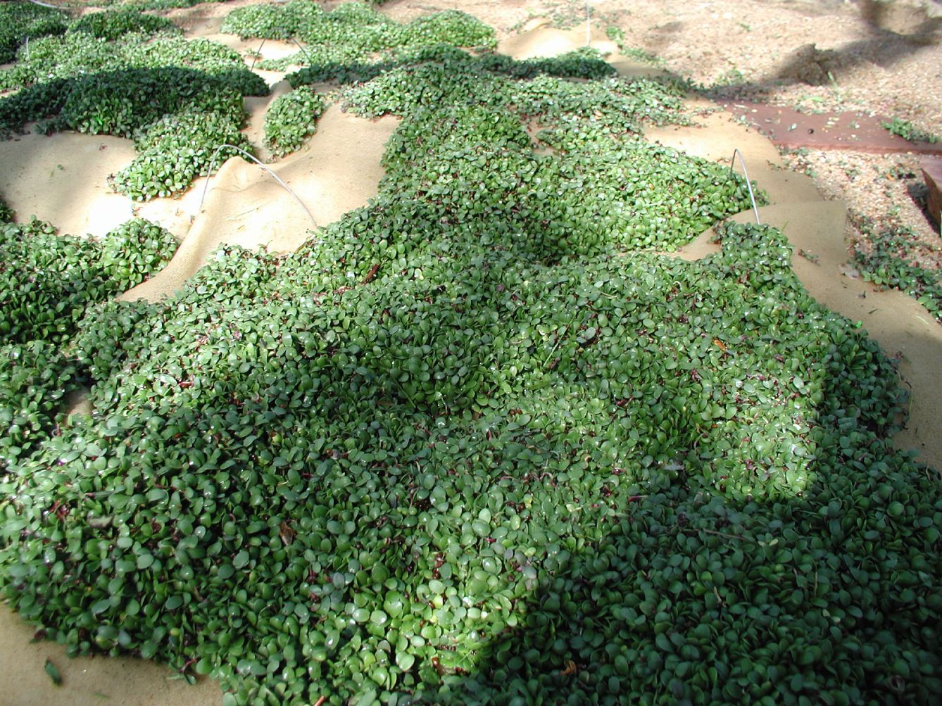 Crimson_clover_sprouts